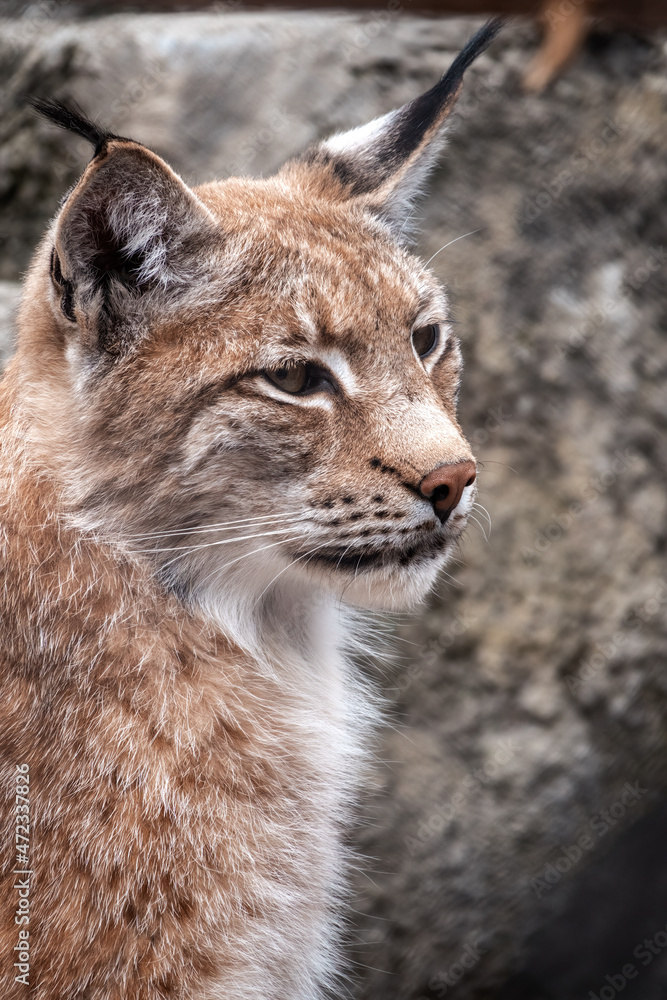 Portrait of The Eurasian lynx close-up, lat. Lynx lynx Portrait of The Eurasian lynx close-up, lat. Lynx lynx