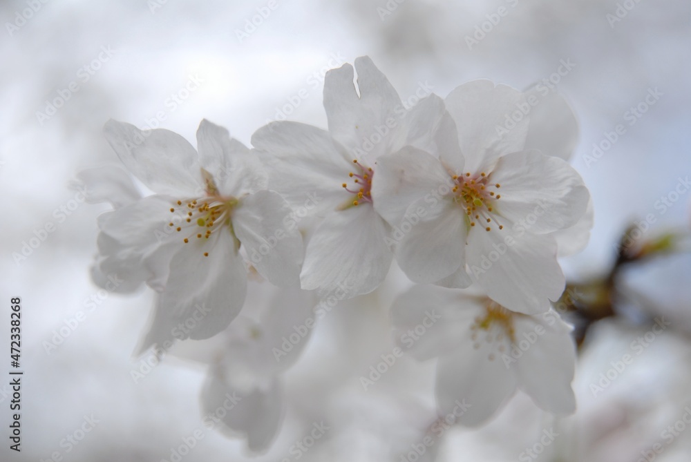 Close up photograph of cherry blossom in full bloom Close up photograph of cherry blossom in full bloom