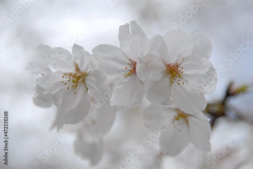 Close up photograph of cherry blossom in full bloom