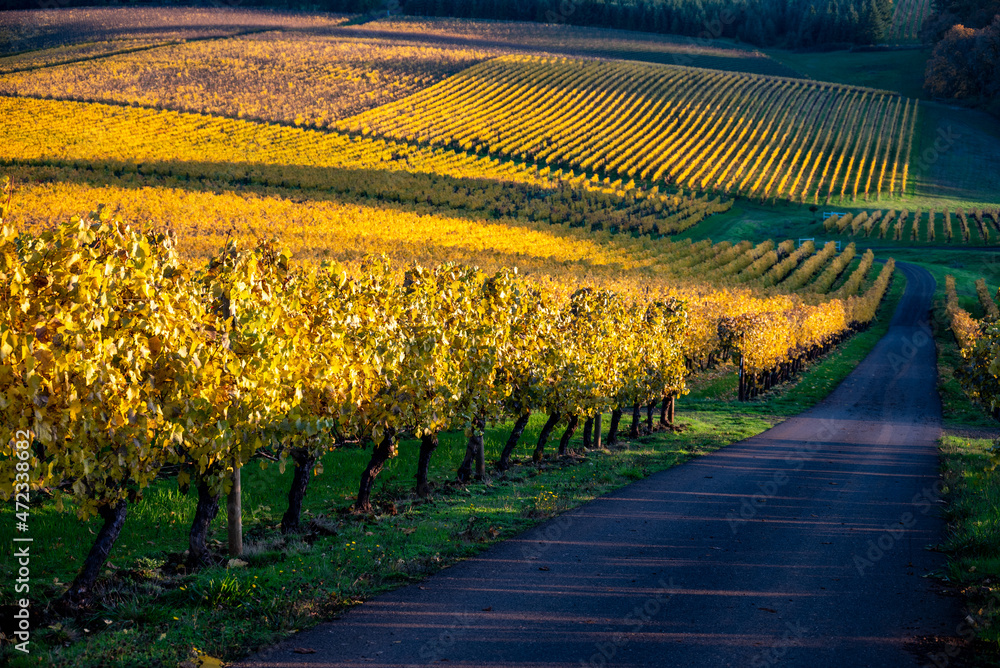 An Oregon vineyard glows gold in October with long shadows, rows of vines, and a road edged in green leads down a hill. 