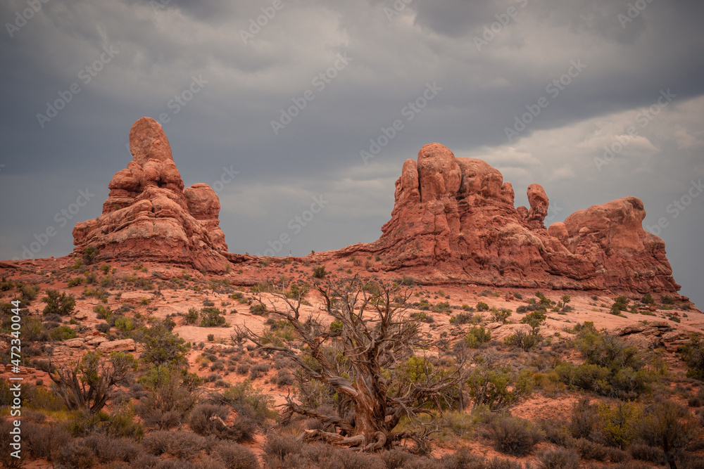 Beautiful View of Red Rocks and storm clouds in the sky in the foreground a dead tree, Arches National Park, Utah, USA