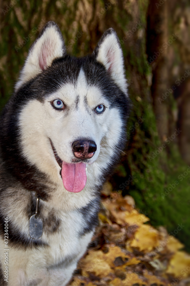 Siberian husky dog sits in garden cart in the garden and smiles with his tongue sticking out.