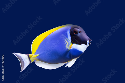 Bright blue and yellow tropical fish, isolate on a blue background.