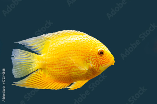 Foto Tropical fish Heros severus, isolate on blue background.