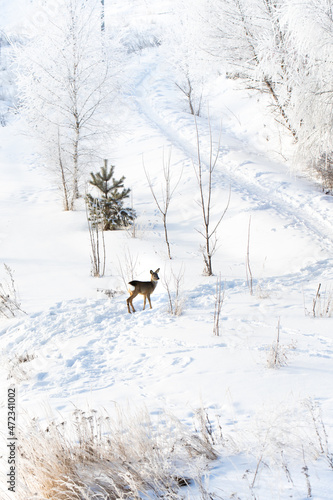 A deer running around the suburbs in the winter after a snowfall. A fairy tale in the city. Russia, winter. © Anastasiia