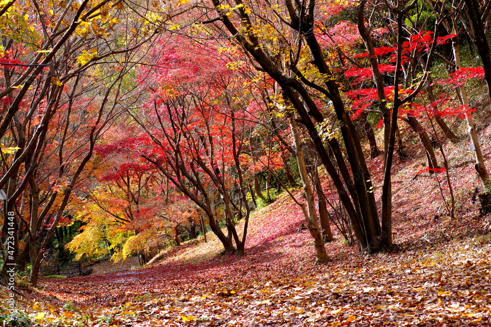 秋の彩り