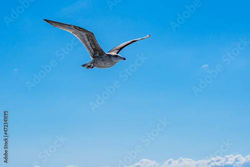 A seagull with spread wings accompanies a ship in the Atlantic Ocean