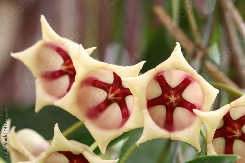 Bild auf Leinwand Group of Hoya Archboldiana on the tree in natural light, rare flower, wildflower