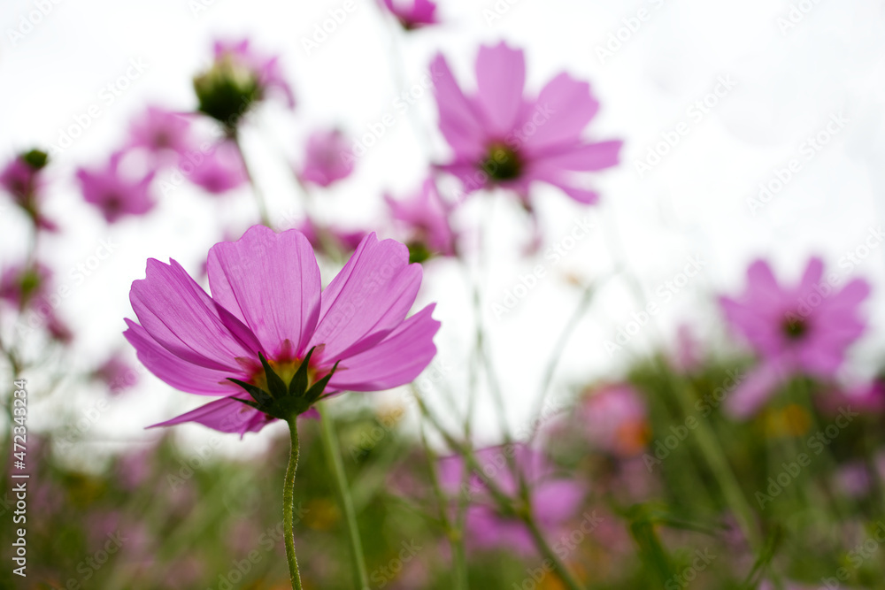 Back of pink cosmos flower in cosmos field in white sky from Thailand. Back of pink cosmos flower in cosmos field in white sky from Thailand.