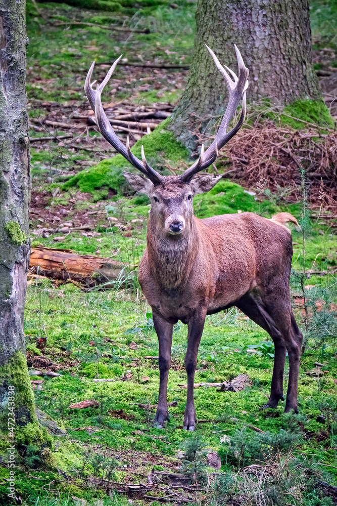 Rothirsch ( Cervus elaphus ). Rothirsch ( Cervus elaphus ).