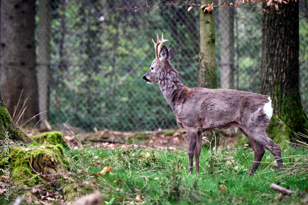 Rehbock ( Capreolus capreolus ). Rehbock ( Capreolus capreolus ).