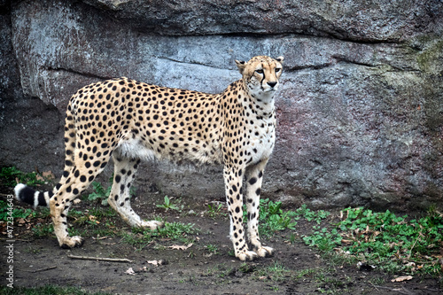 Südafrikanische Gepard ( Acinonyx jubatus jubatus ). photo