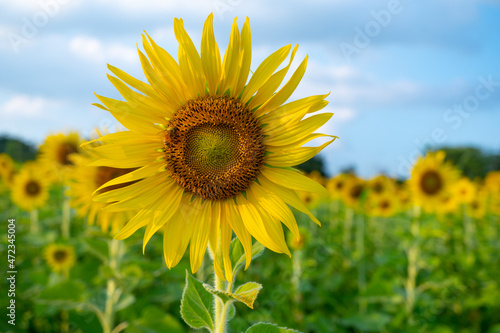 Close-up of sunflower in the garden. Beautiful Sunflower is blooming in the fields at Lopburi province unseen Thailand. 