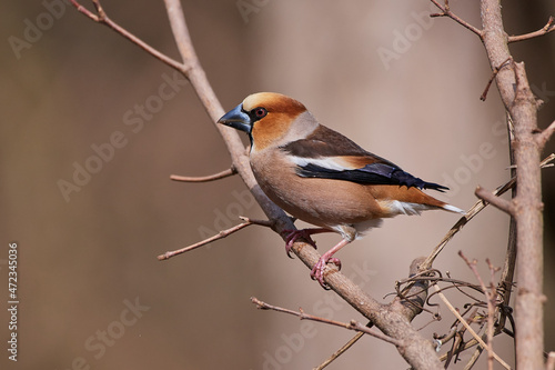 Hawfinch ,,Coccothraustes coccothraustes,, in amazing wild danubian forest, Slovakia, Europe