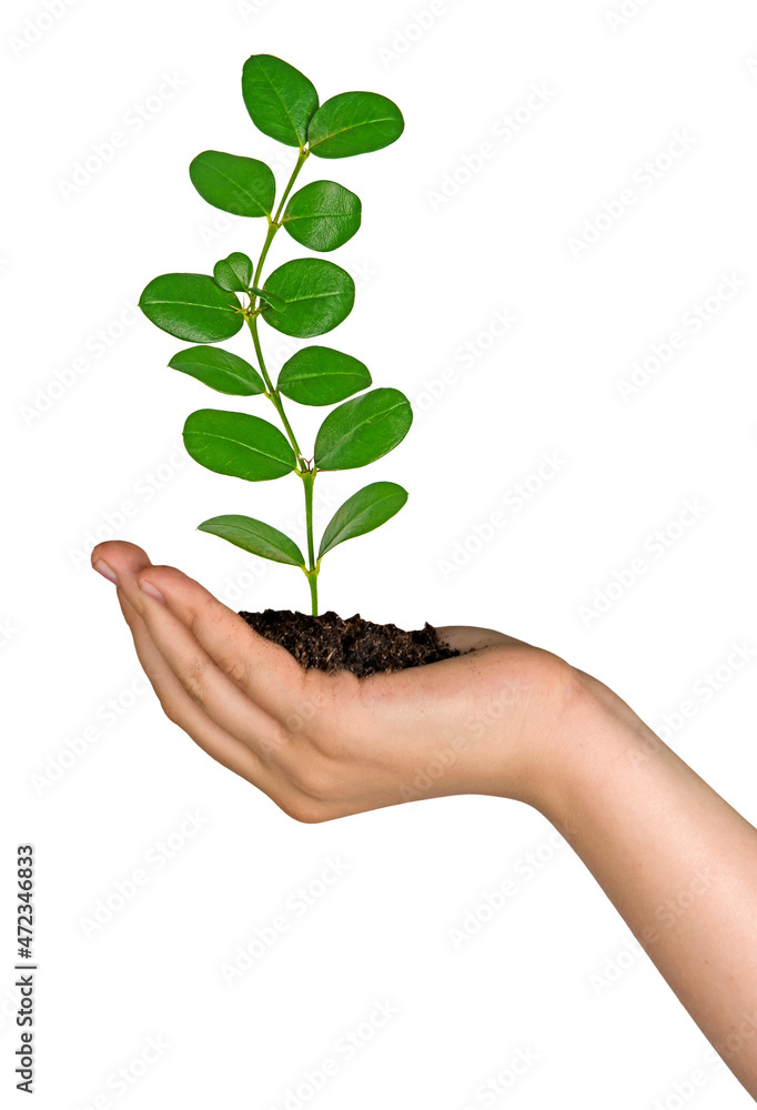 Close up of Sapling in hand