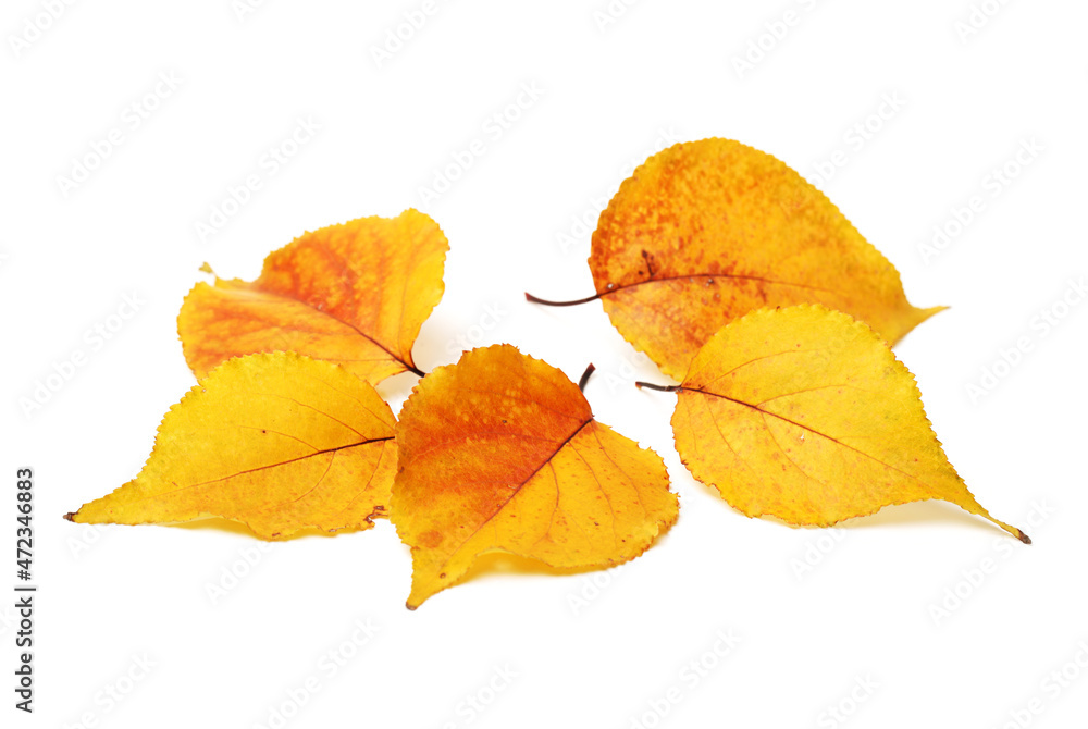 Leaf isolated on a white background Leaf isolated on a white background