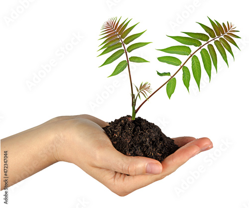 Close up of Sapling in hand