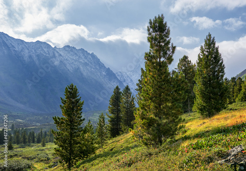 Slender young Siberian cedars on a hillside