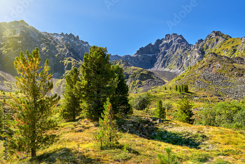 Sunny day in the mountain forest-tundra