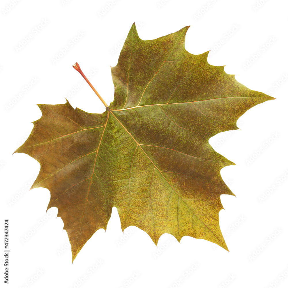 Fototapeta premium Grape leaf on white background