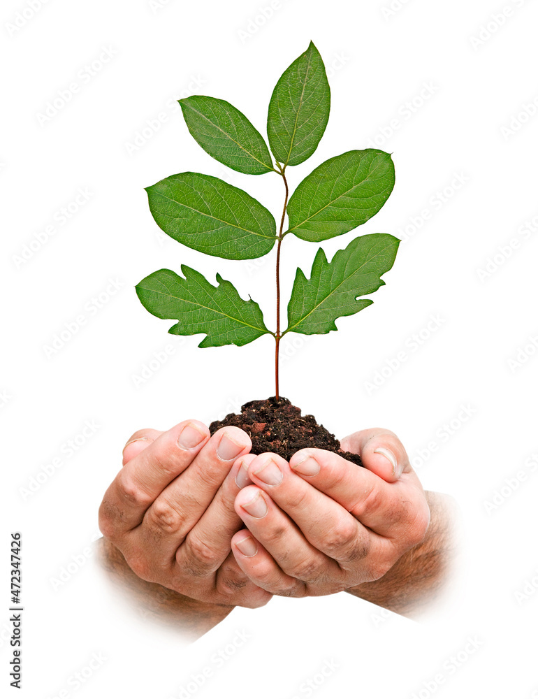 Close up of Sapling in hand