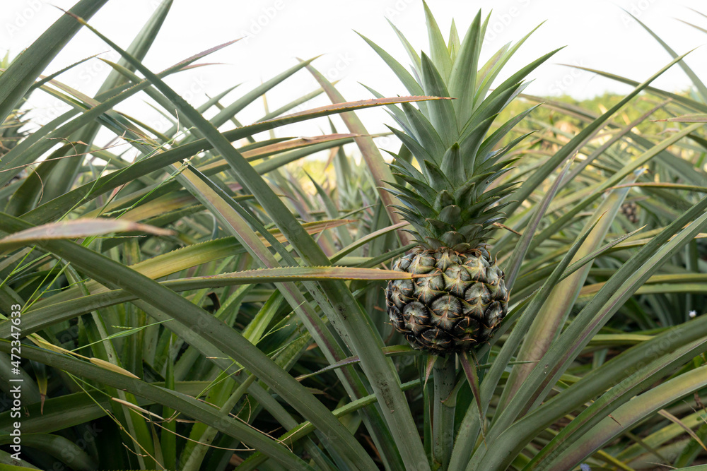 Agricultural occupation Pineapple Fruit on tree in plantation at Thailand. Agricultural occupation Pineapple Fruit on tree in plantation at Thailand.