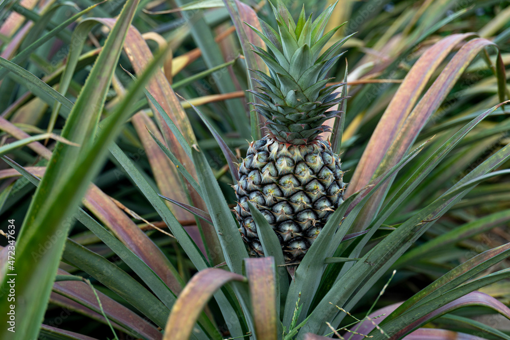 Agricultural occupation Pineapple Fruit on tree in plantation at Thailand. Agricultural occupation Pineapple Fruit on tree in plantation at Thailand.