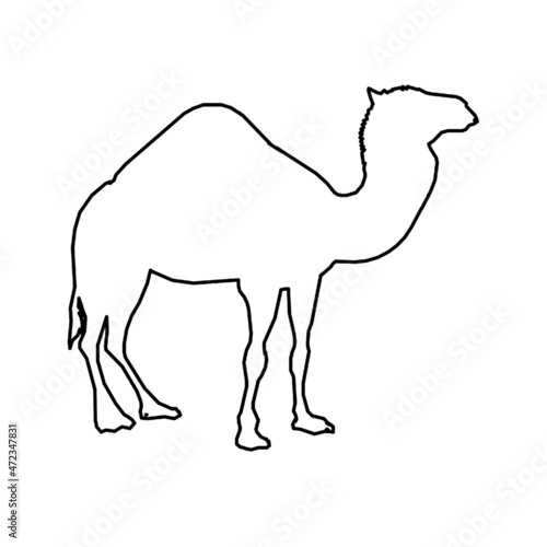 camel 