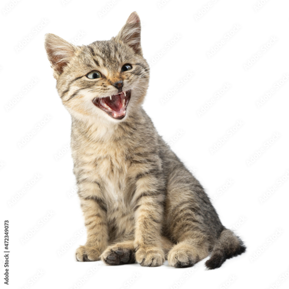 Cute striped kitten isolated on a white background. Cute striped kitten isolated on a white background.