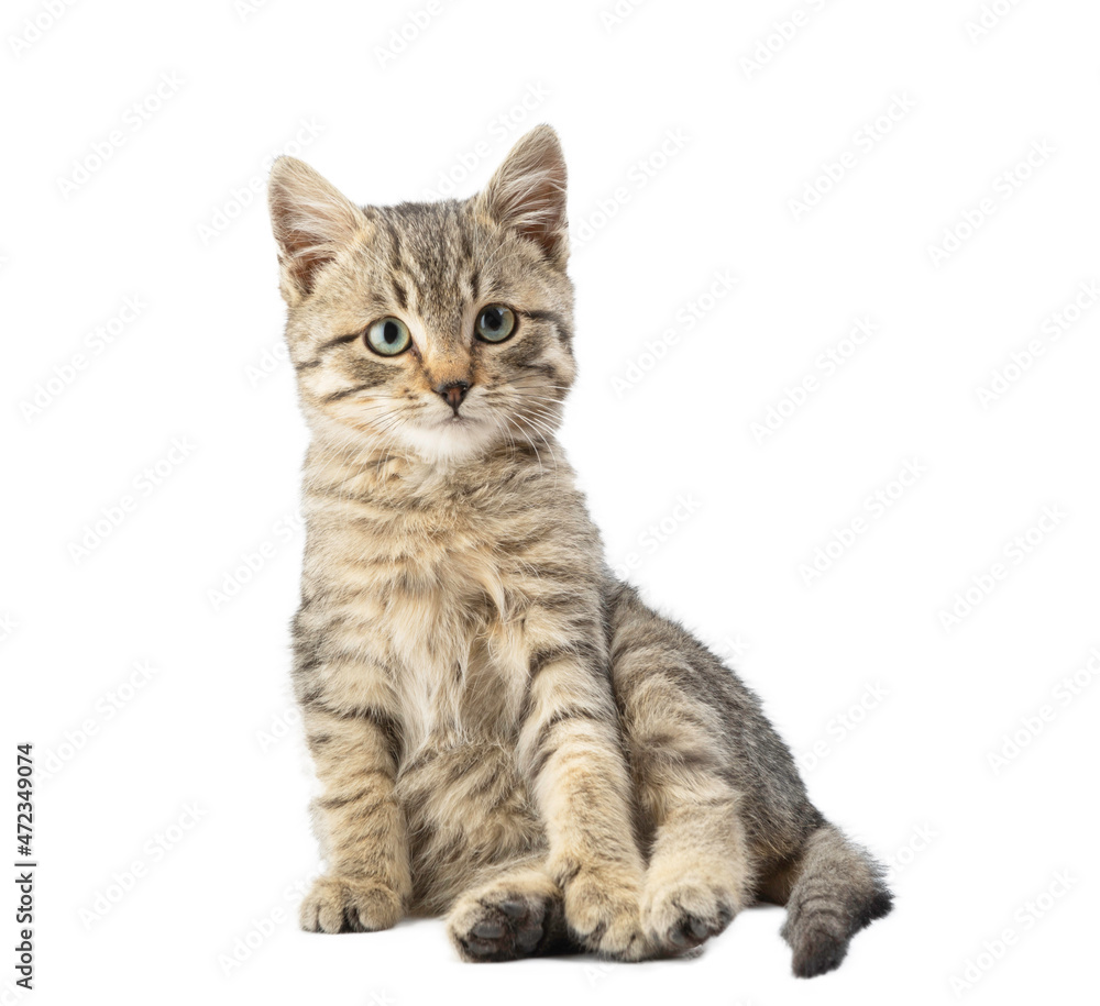 Cute striped kitten isolated on a white background. Cute striped kitten isolated on a white background.