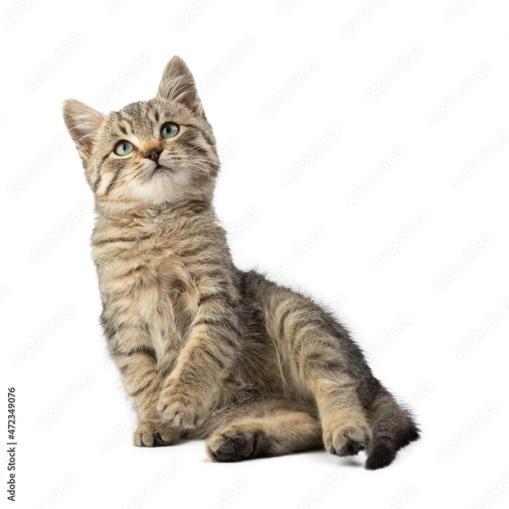 Cute striped kitten isolated on a white background.