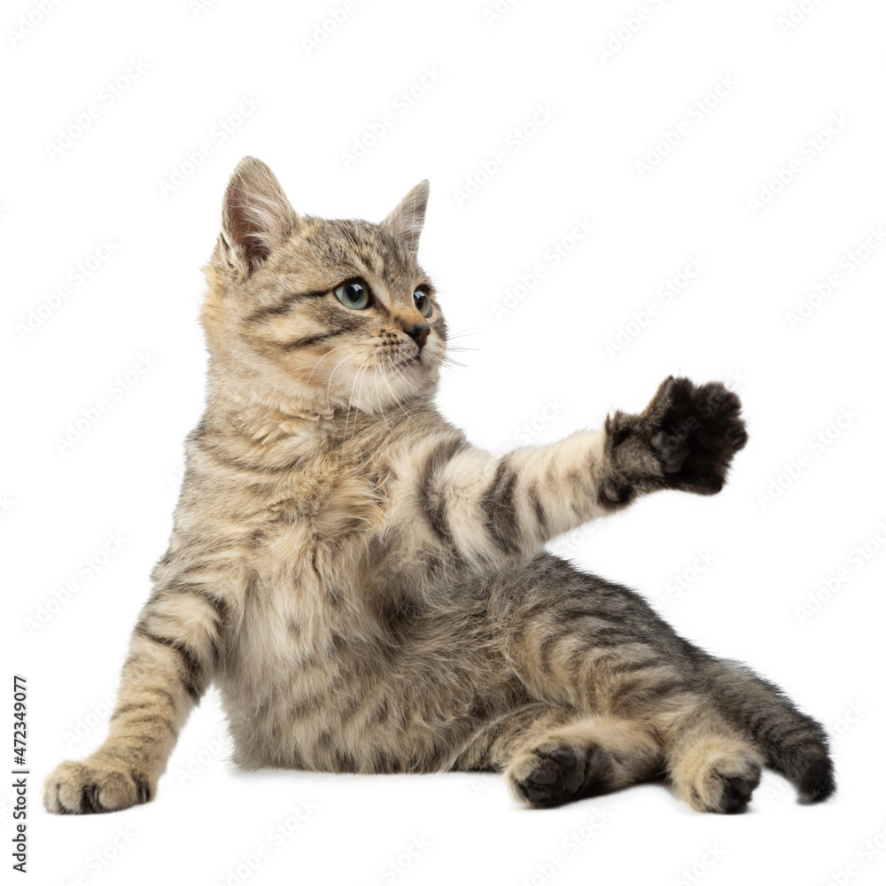 Cute striped kitten isolated on a white background. Cute striped kitten isolated on a white background.