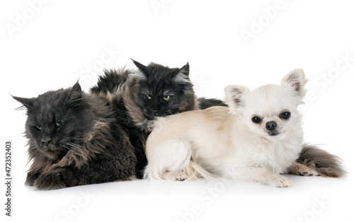maine coon cats and chihuahua