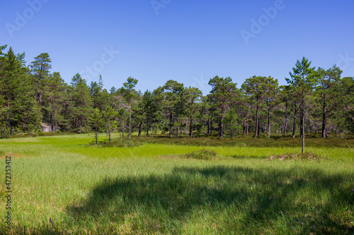 View of swampy woodland area along the Grottstigen cave nature trail at Geta in Åland Islands, Finland, on a sunny day in the summer.