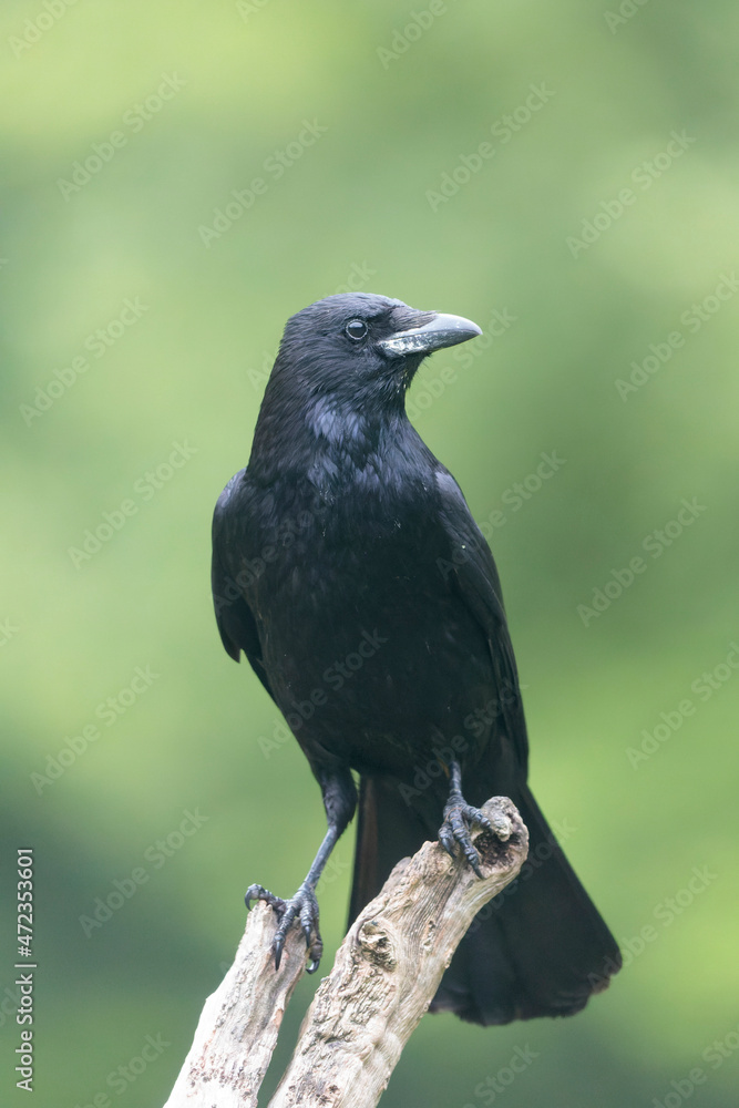 Fototapeta premium Corvus corone Carrion crow in close view