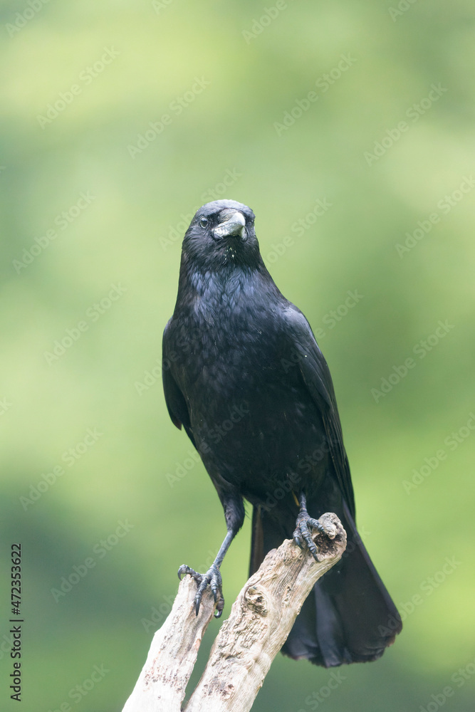 Corvus corone Carrion crow in close view Corvus corone Carrion crow in close view