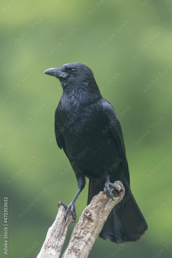 Corvus corone Carrion crow in close view Corvus corone Carrion crow in close view