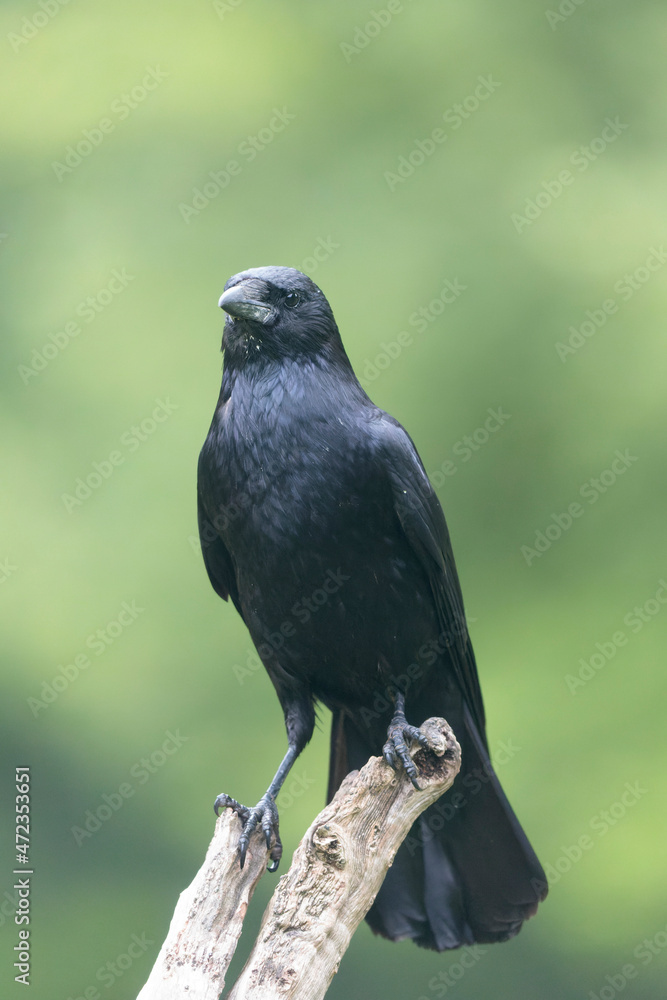 Corvus corone Carrion crow in close view Corvus corone Carrion crow in close view