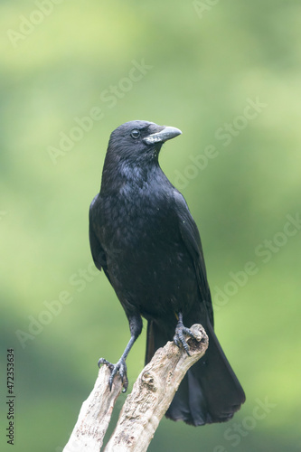 Corvus corone Carrion crow in close view