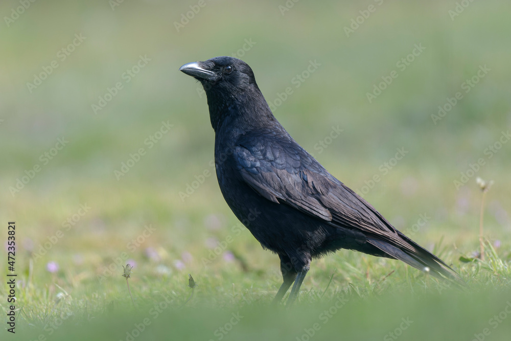 Corvus corone Carrion crow in close view Corvus corone Carrion crow in close view