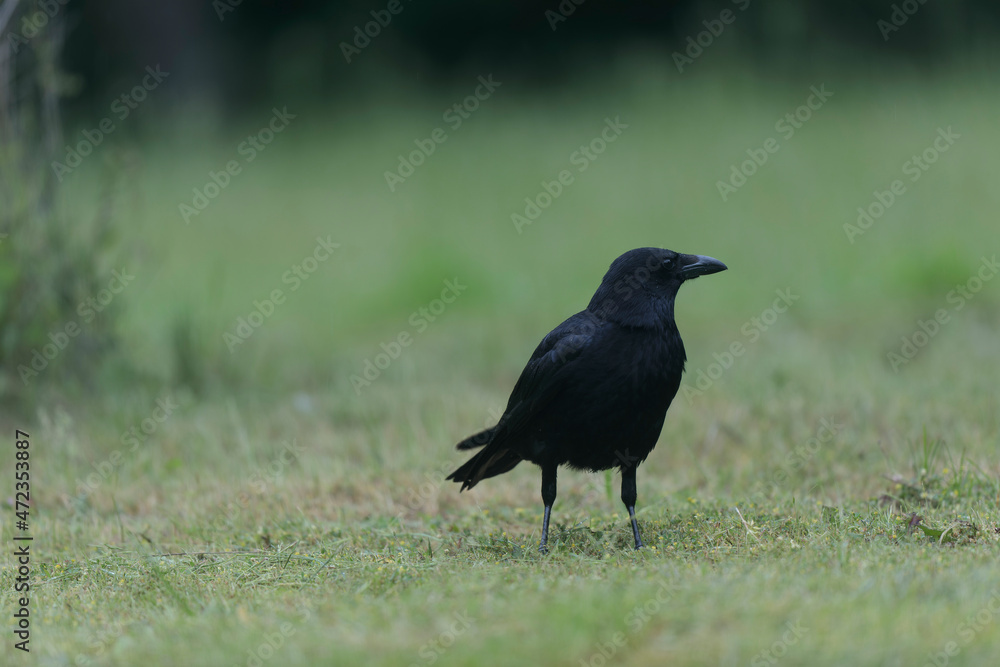 Corvus corone Carrion crow in close view Corvus corone Carrion crow in close view