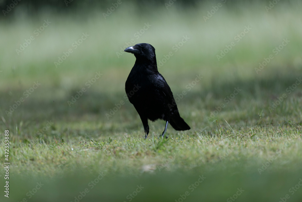 Corvus corone Carrion crow in close view Corvus corone Carrion crow in close view