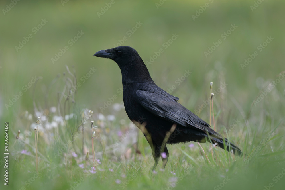 Corvus corone Carrion crow in close view Corvus corone Carrion crow in close view