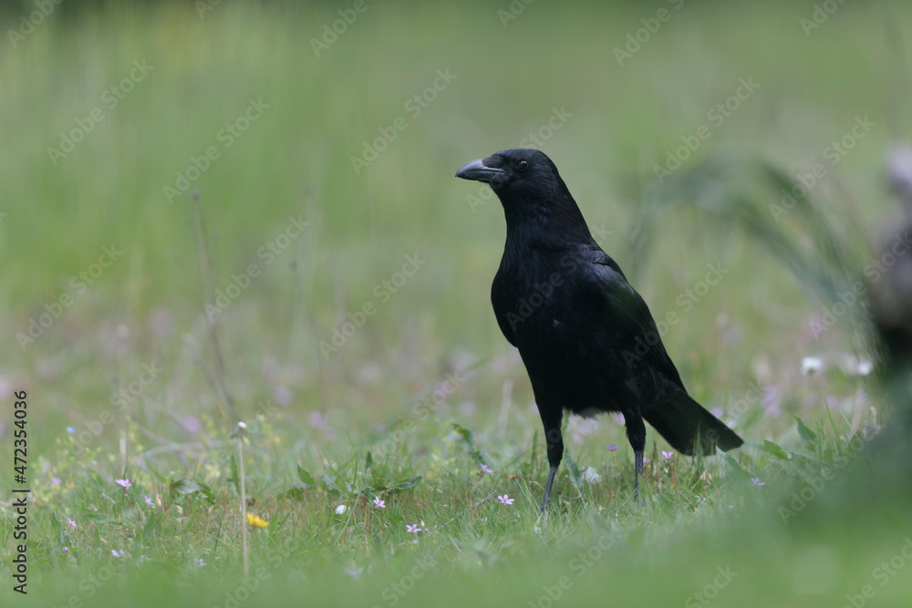 Fototapeta premium Corvus corone Carrion crow in close view