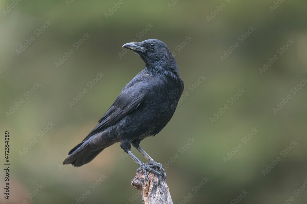 Corvus corone Carrion crow in close view Corvus corone Carrion crow in close view