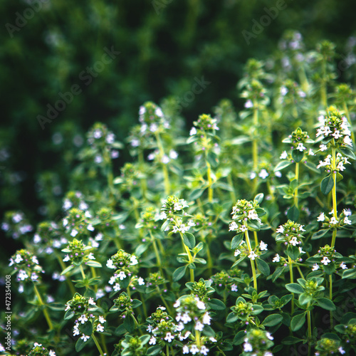 Close up of Sweet Basil green plants with flowers growing texture Local vegetable planting farm. Specific fragrant aroma as well as food and herb for aromatherapy. Natural vegetable garden background 
