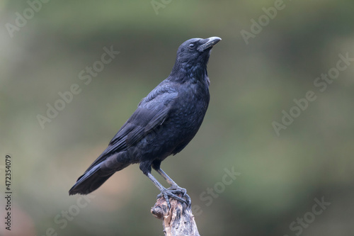 Corvus corone Carrion crow in close view
