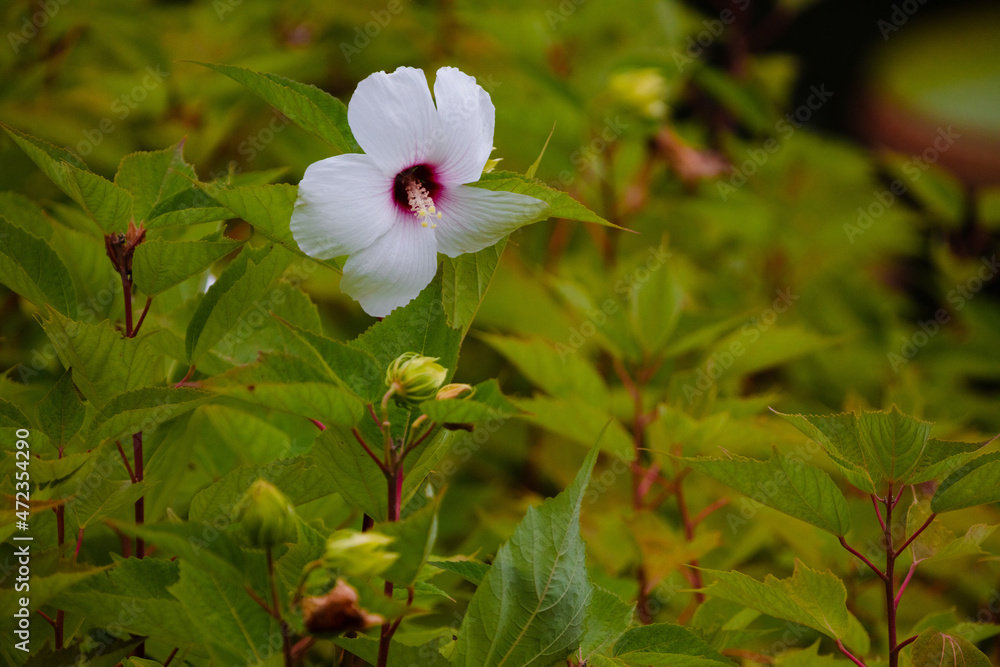 pink and white flower pink and white flower