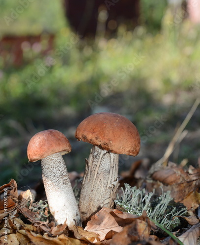 Closeup of mushroom leccinum aurantiacum in grass. Picturesque red-capped scaber stalk (Leccinum aurantiacum) with white leg 