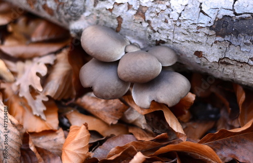 Oyster mushroom on the stump. 